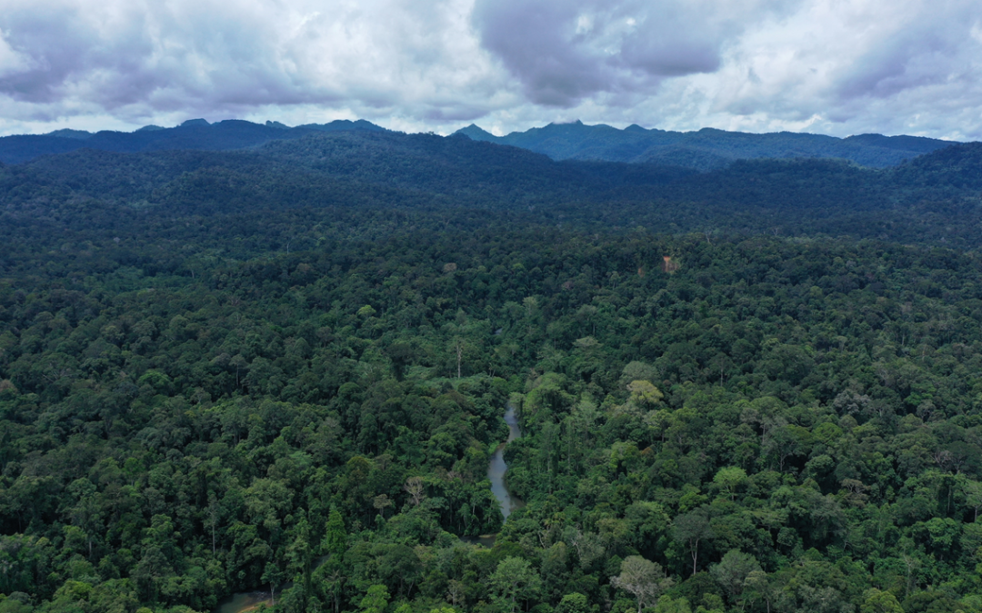 Upaya Restorasi Hutan dan Kolaborasi Masyarakat Dorong Pemulihan Lingkungan