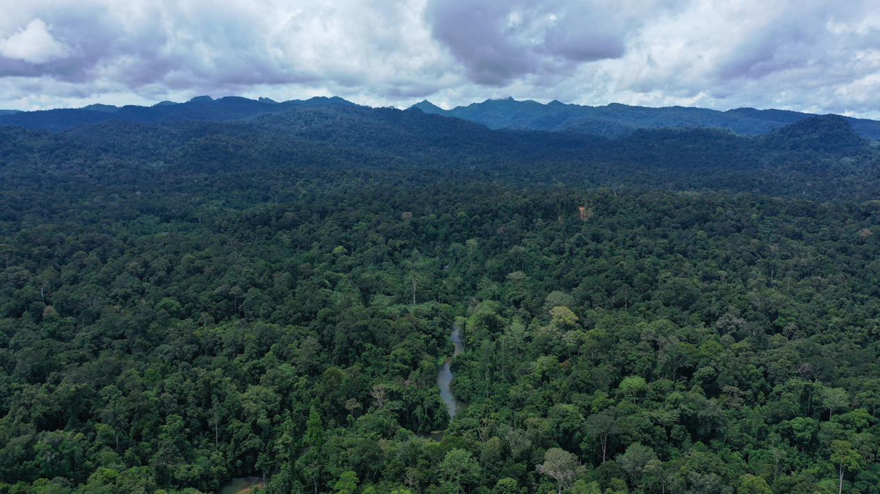 Upaya Restorasi Hutan dan Kolaborasi Masyarakat Dorong Pemulihan Lingkungan